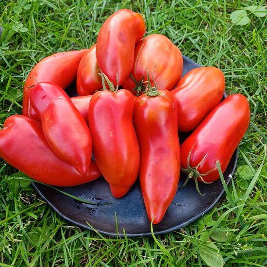 American Long ( 10 tomātu sēklas) 